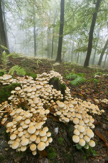 Sulphur tuft