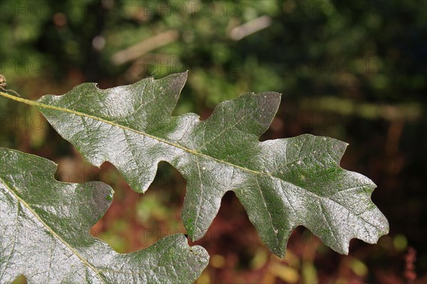 Turkey Oak