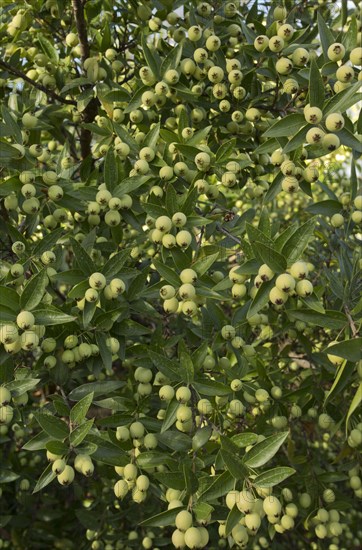 Common Myrtle