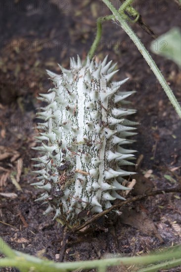 African Cucumber Wild Cucumber
