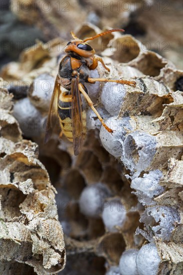 European european hornet