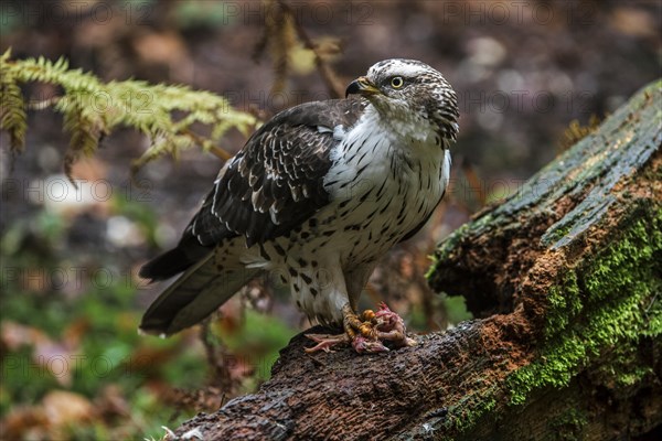 European european honey buzzard