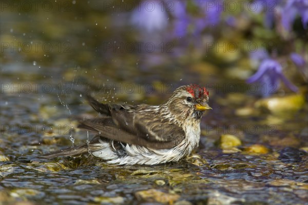 Common redpoll