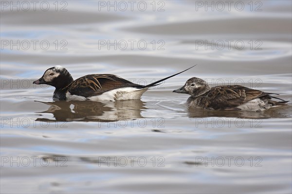 Long-tailed duck