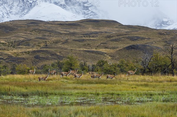 Guanacos