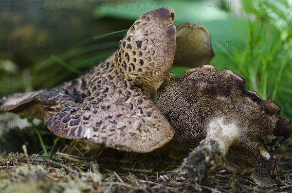 Hawk mushroom