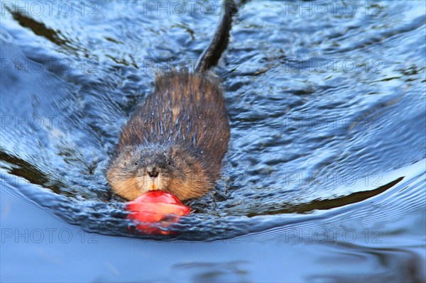 Muskrat