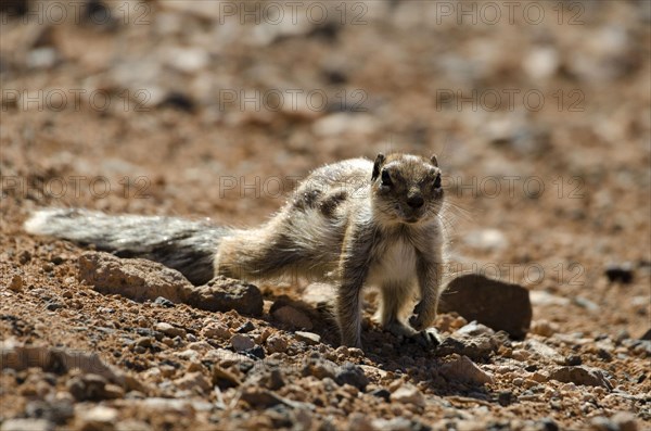 Atlas squirrel