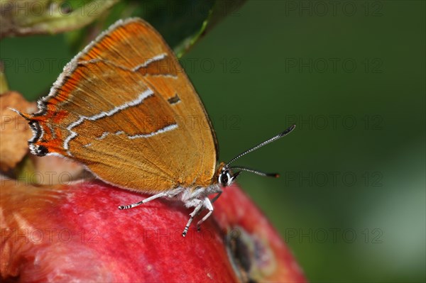 Brown hairstreak