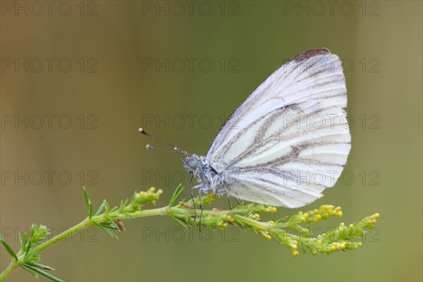 Green-veined White