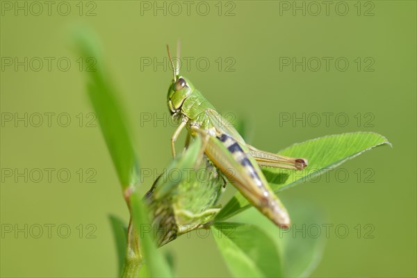 Grasshopper