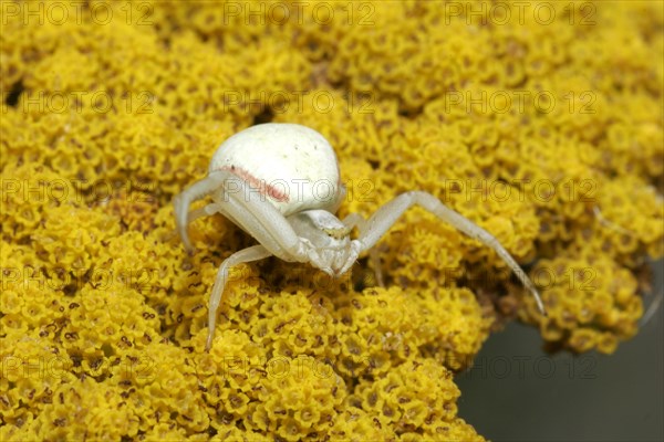 Variable crab spider