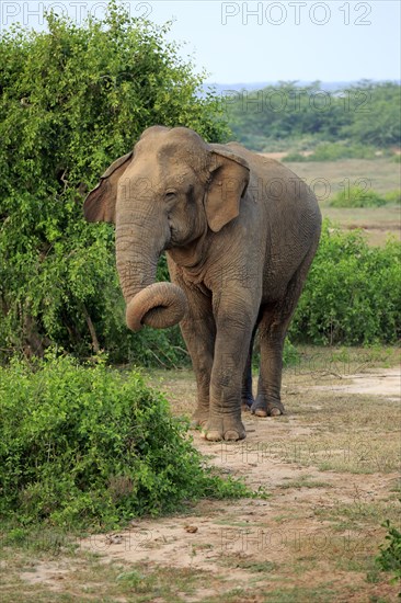 Sri lankan elephant