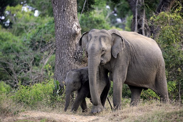 Asian sri lankan elephant