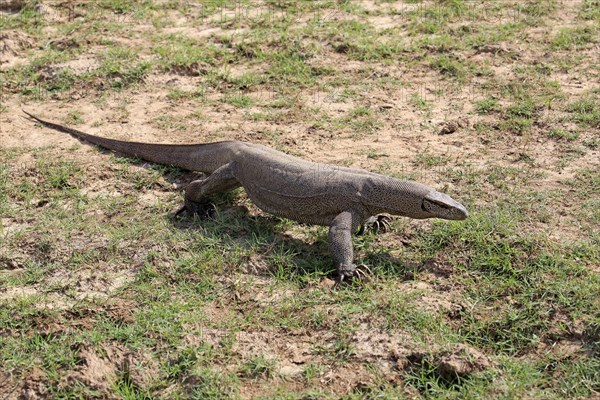 Bengal bengal monitor