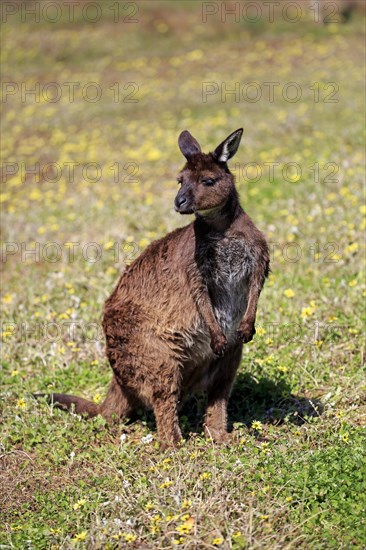 Kangaroo Island Kangaroo