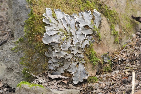 Dog lichen