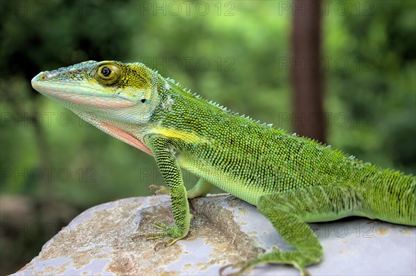 Green anole