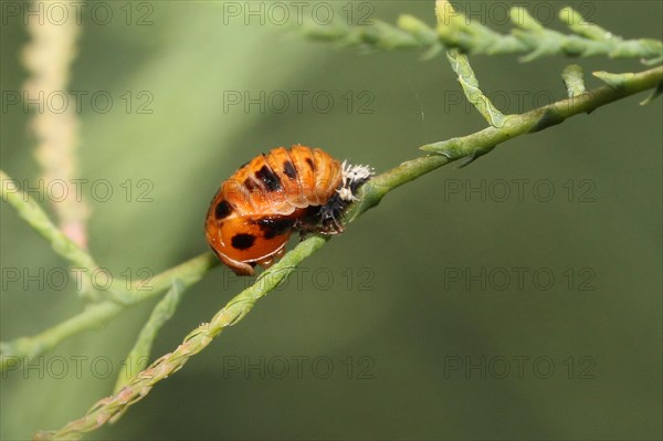 Asian ladybird