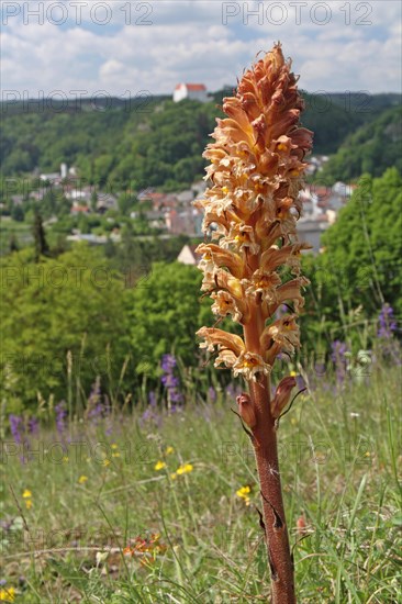 Big summerwort