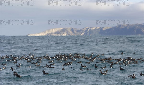 Flock of Hutton's Shearwaters