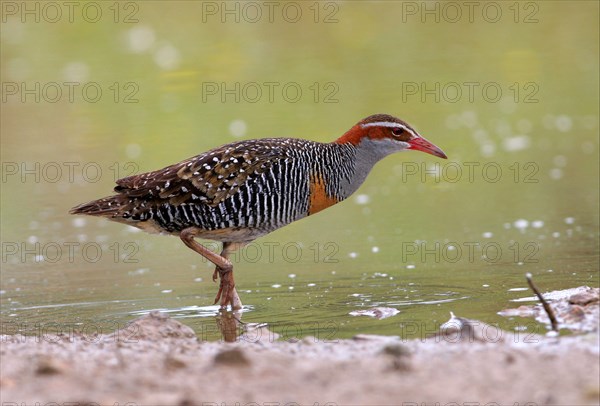 Buff-banded Rail