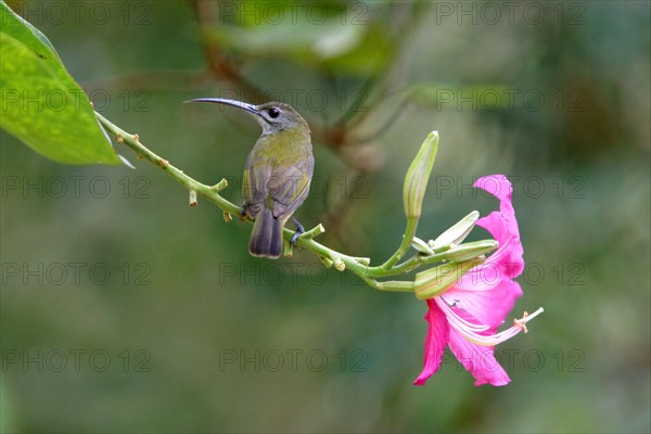 Little spiderhunter