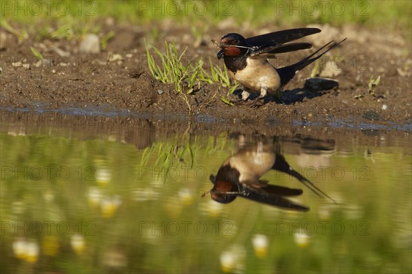 Barn swallow