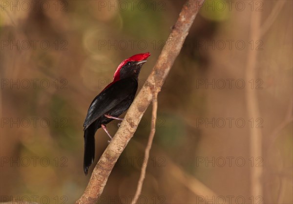 Helmeted manakin