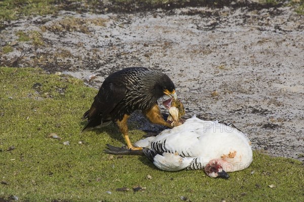 Striated Caracara