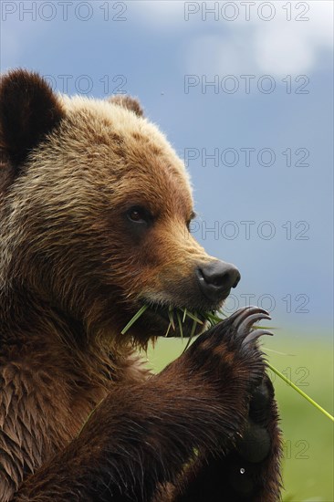 Grizzly Bear