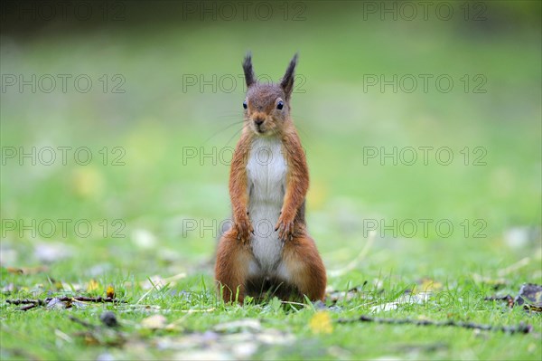 Eurasian red squirrel