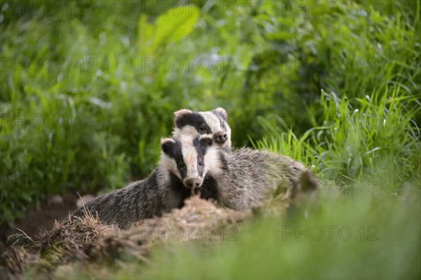 Eurasian Badger