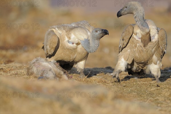 Cape griffon