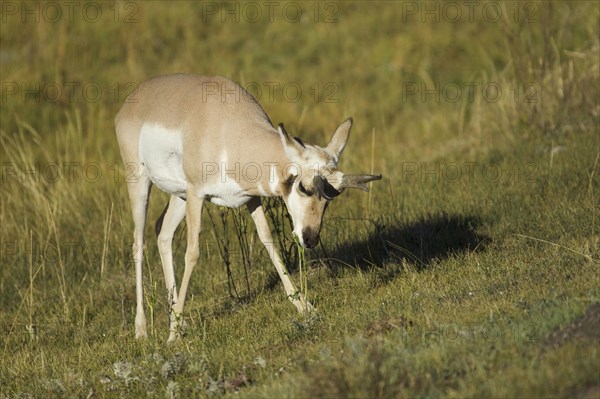 Pronghorn