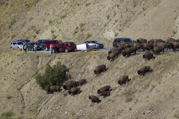 North American Bison