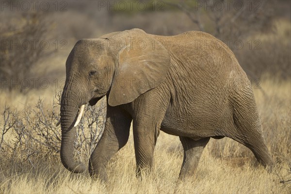 African elephant