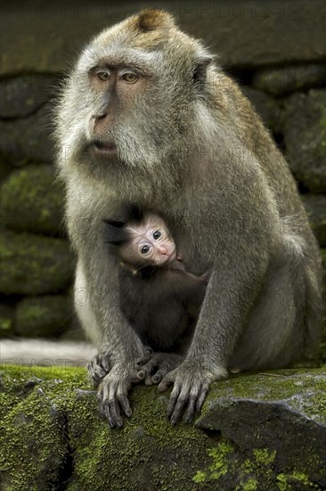 Crab-eating macaques