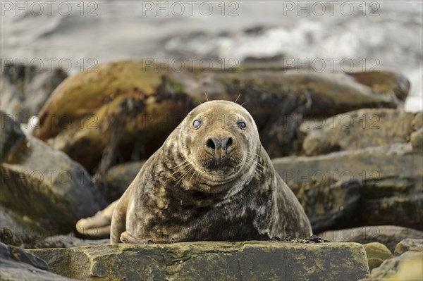 Grey Seal