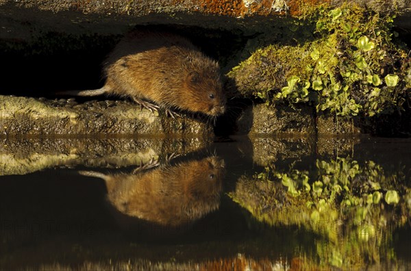 Eastern vole