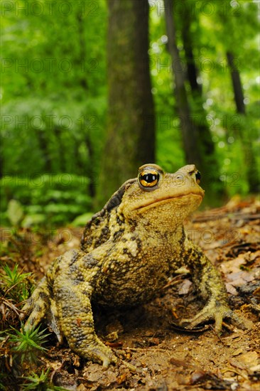 Common toad