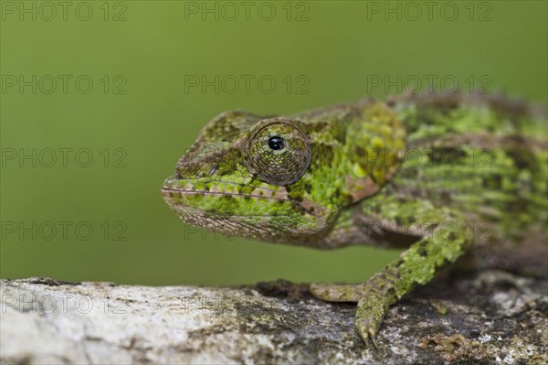 Short-horned chameleon