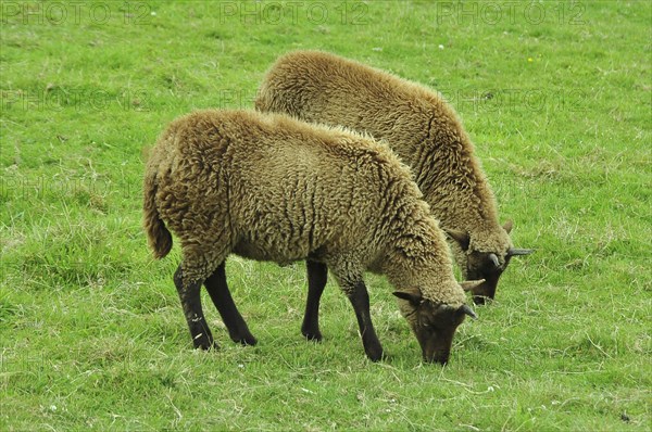 Domestic sheep