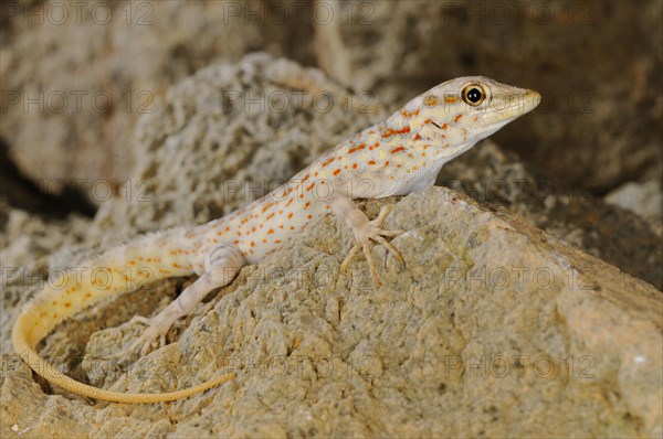 Abdel Kuri Rock Gecko