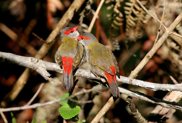 Red-browed finch