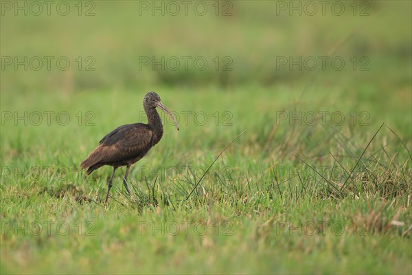 Glossy Ibis