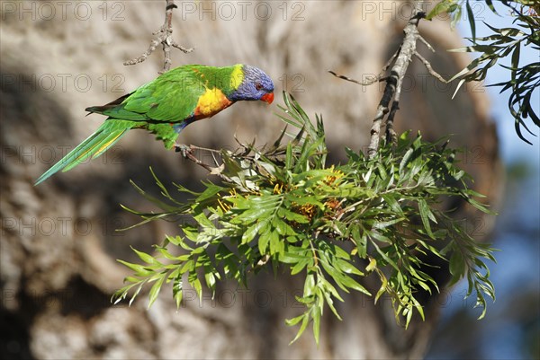 Rainbow Lorikeet