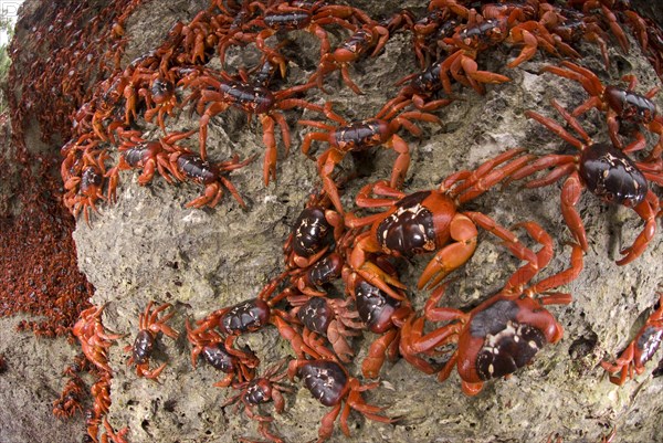 Christmas island red crab