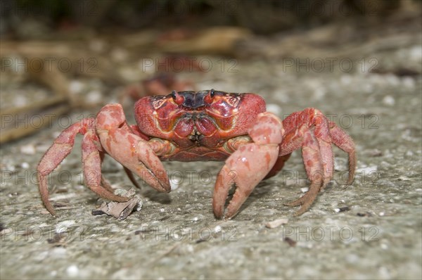 Christmas island red crab