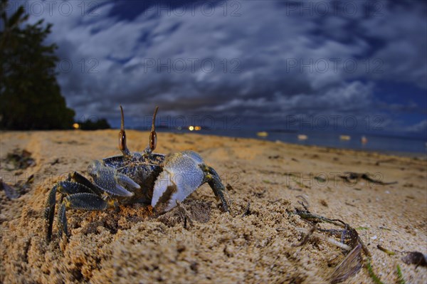 Ghost crab